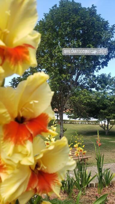 Recanto Dos Beija Flores, Chale Bougainville 몬테 알레그레 두 술 외부 사진